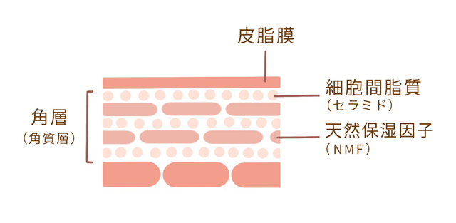 NMF（天然保湿因子）肌断面図